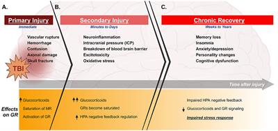 Context is key: glucocorticoid receptor and corticosteroid therapeutics in outcomes after traumatic brain injury